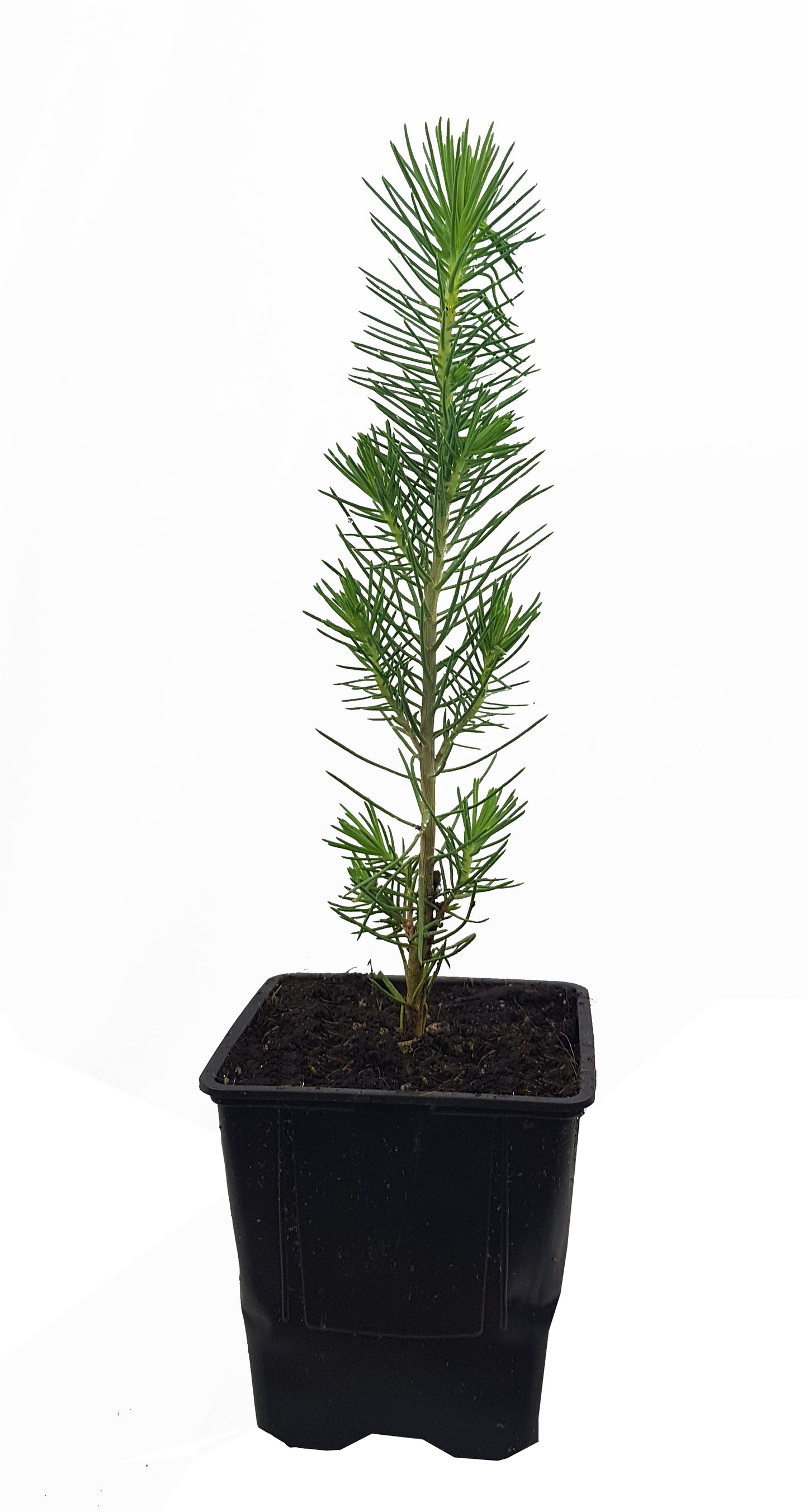 Seedeo® Mittelmeer Pinie (Pinus pinea) Pflanze 1 Jahre