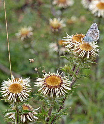 Seedeo® Golddistel (Carlina vulgaris) 30 Samen