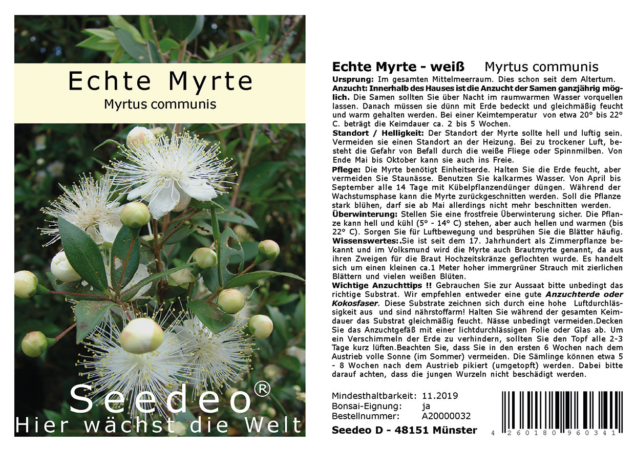 Seedeo® Echte Myrte (Myrtus communis) 30 Samen