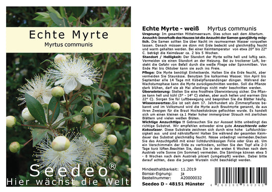 Seedeo® Echte Myrte (Myrtus communis) 30 Samen