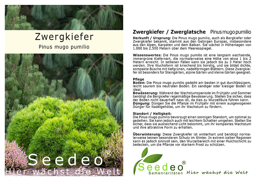 Seedeo® Zwergkiefer/Zwerglatsche (Pinus mugo pumilio) Pflanze ca. 10 cm