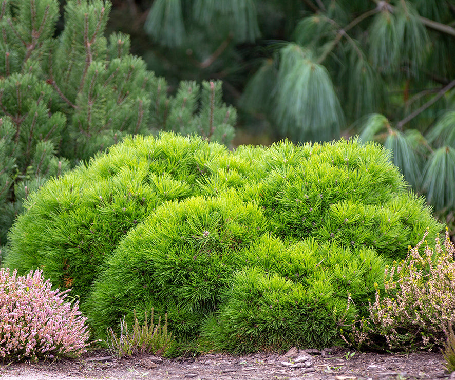 Seedeo® Zwergkiefer/Zwerglatsche (Pinus mugo pumilio) Pflanze ca. 10 cm