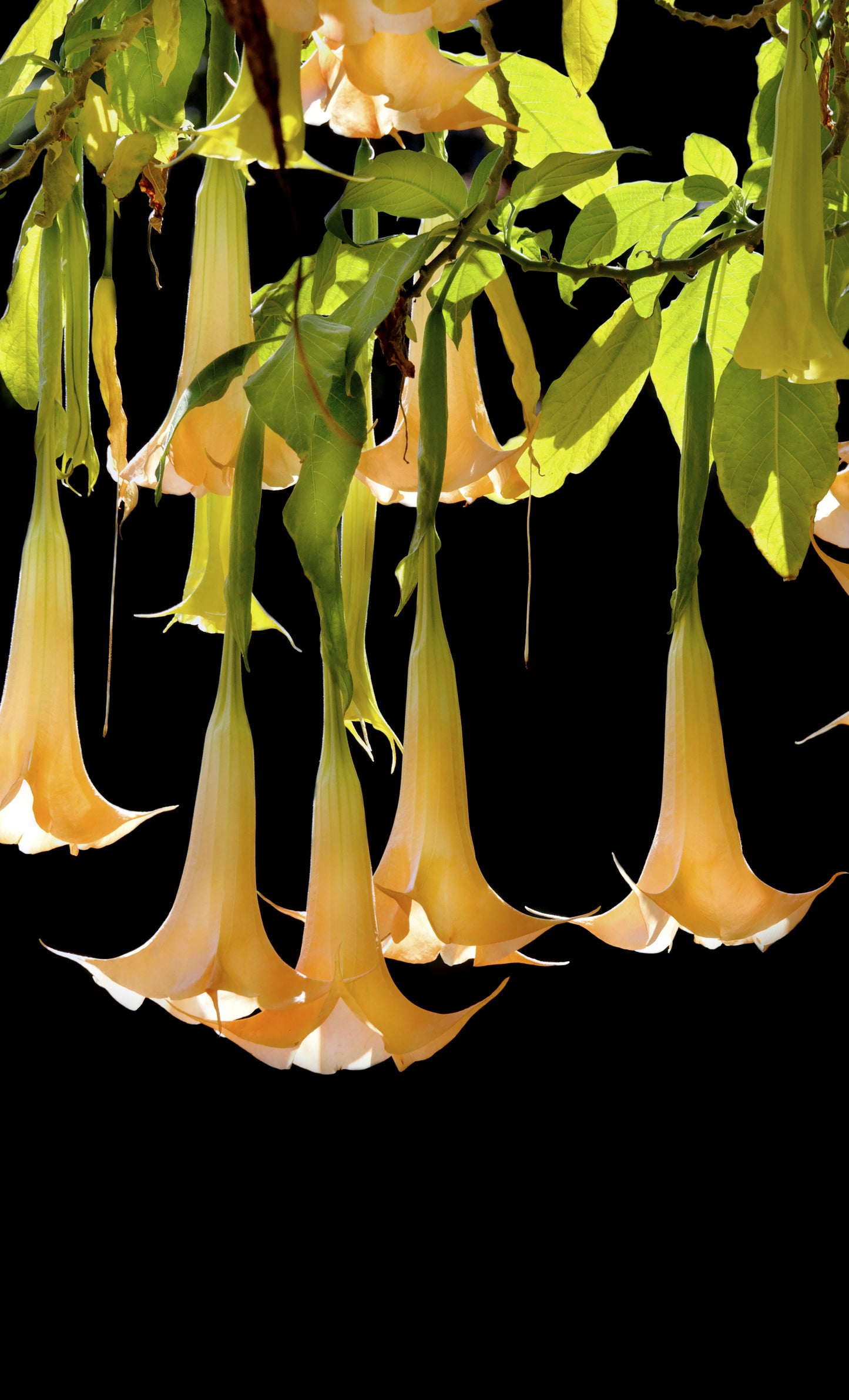 Seedeo® Engelstrompete gelb - Brugmansia suaveolens 10 Samen