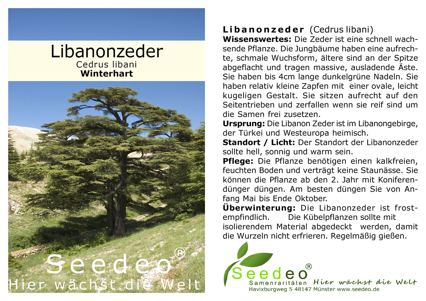 Seedeo® Libanonzeder (Cedrus libani) Pflanze ca 30 cm