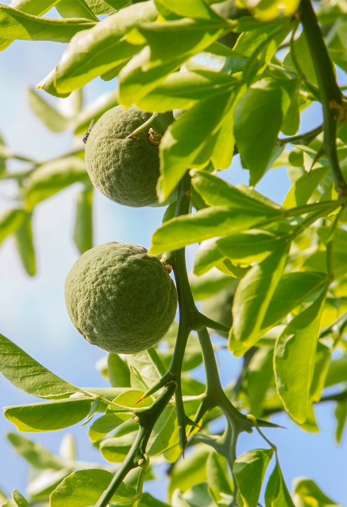 Seedeo® Bitterorange  (Poncirus trifoliata) Pflanze ca. 30 cm