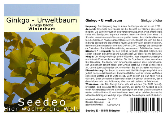 Seedeo® Ginkgo (Ginkgo biloba) 6 Samen