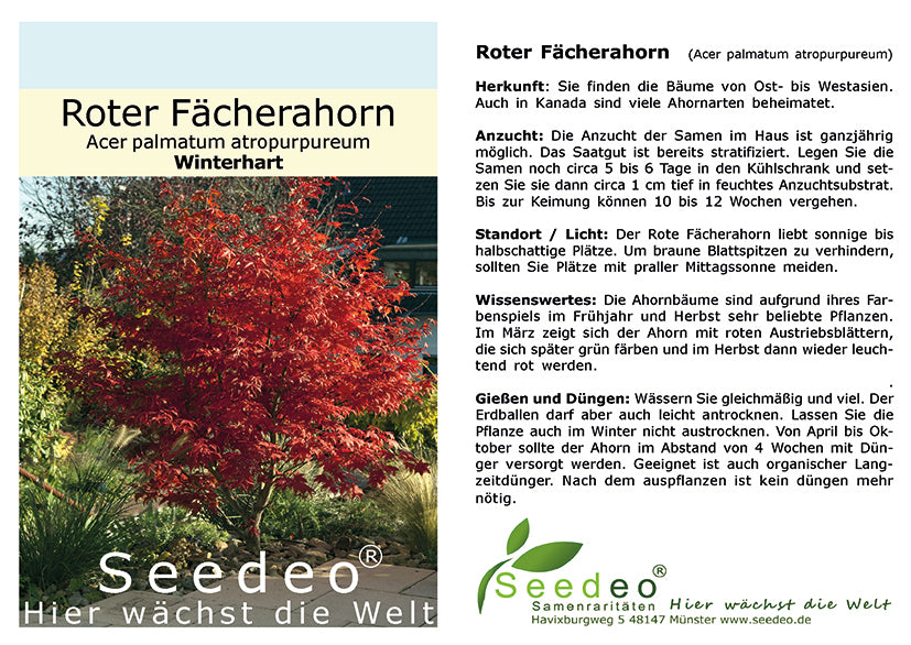 Seedeo® Roter Fächerahorn  (Acer palmatum atropurpureum) ca. 40 cm - 50 cm hoch