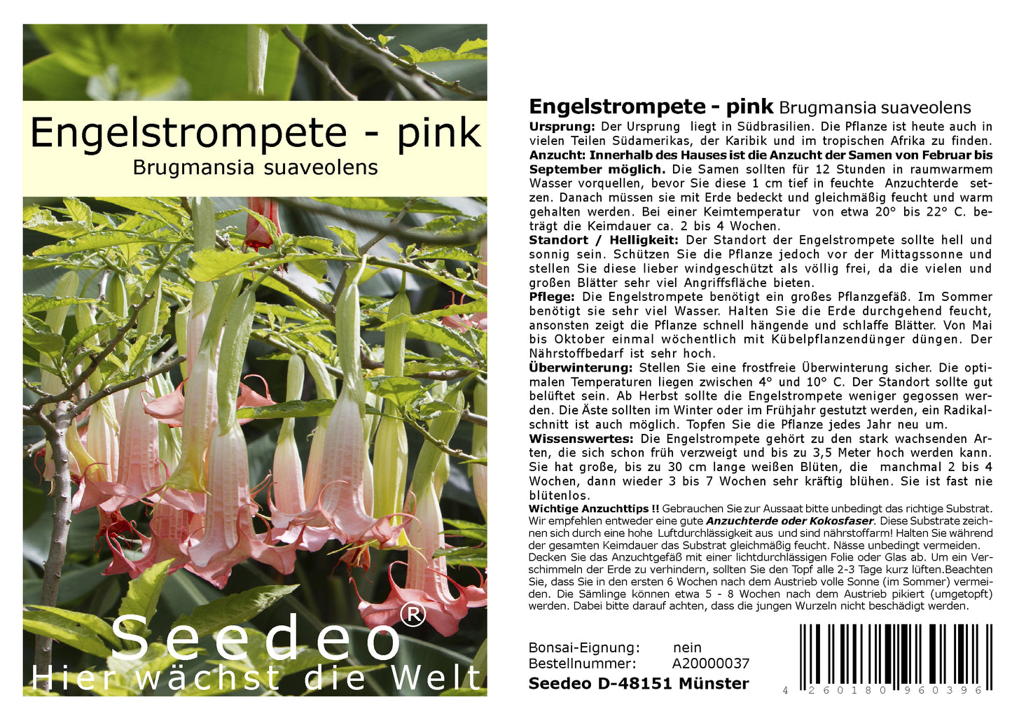 Seedeo® Engelstrompete pink - Brugmansia suaveolens 10 Samen