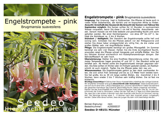 Seedeo® Engelstrompete pink - Brugmansia suaveolens 10 Samen