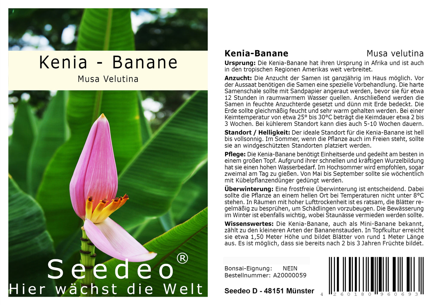 Seedeo® Kenia - Banane (Musa Velutina) 6 Samen