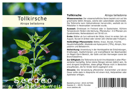 Seedeo® Tollkirsche (Atropa belladonna) 50 Samen