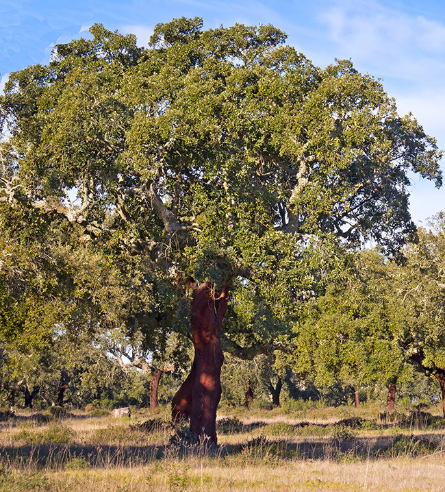 Seedeo® Iberische Korkeiche (Quercus suber) 4 Samen