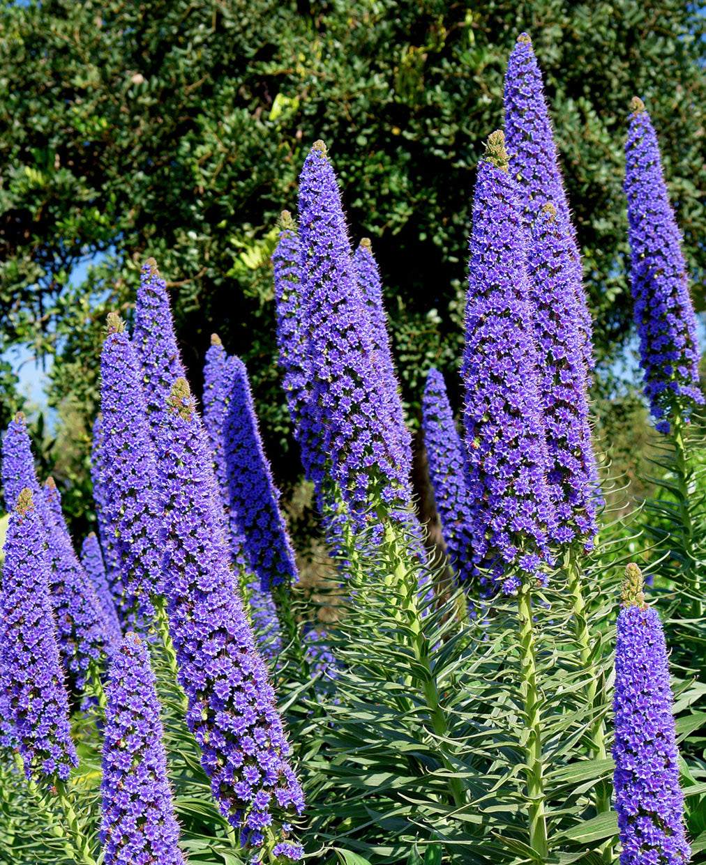 Seedeo® Blauer Natternkopf Stolz von Madeira (Echium fastuosum syn. candicans) 50 Samen