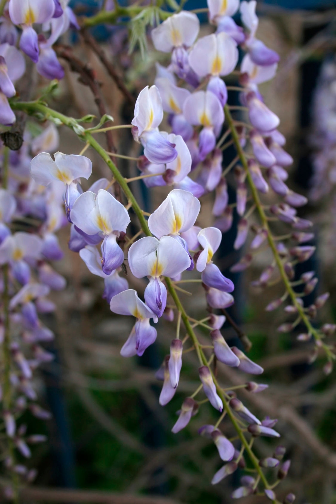 Seedeo® Blauregen (Wisteria sinensis) 8 Samen