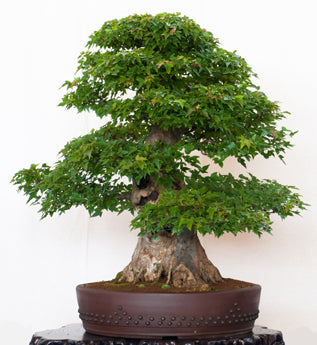 Seedeo® Dreispitzahorn (Acer buergerianum) Bonsai 50 Samen