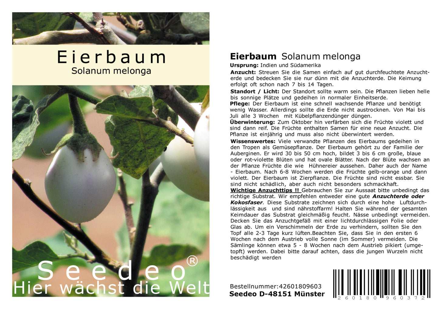 Seedeo® Eierbaum (Solanum melonga) 20 Samen