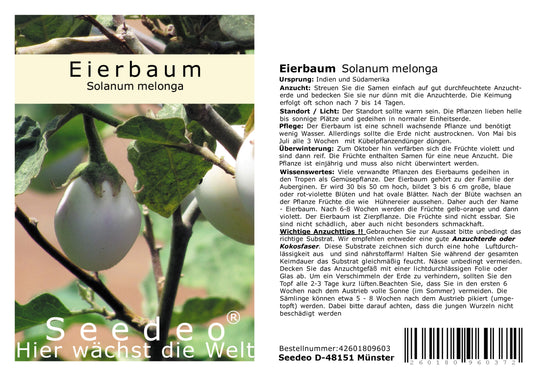 Seedeo® Eierbaum (Solanum melonga) 20 Samen