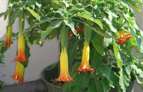 Seedeo® Engelstrompete gelb - orange - Brugmansia sanguinea 10 Samen