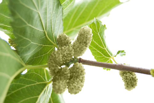 Seedeo® Weißer Maulbeerbaum (Morus alba) ca. 50 cm - 70 cm