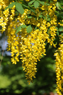 Seedeo® Goldregen (Laburnum anagyroides) 35 Samen