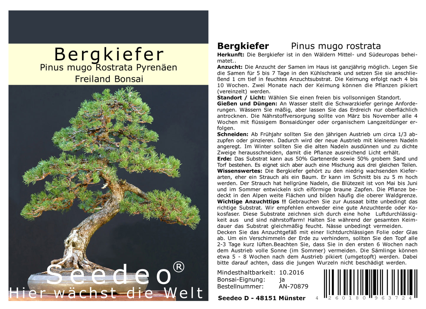 Seedeo® Bergkiefer ( Pinus mugo Rostrata Pyrenäen) Bonsai 25 Samen