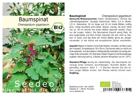 Seedeo® Baumspinat (Chenopodium giganteum) ca 200 Samen BIO