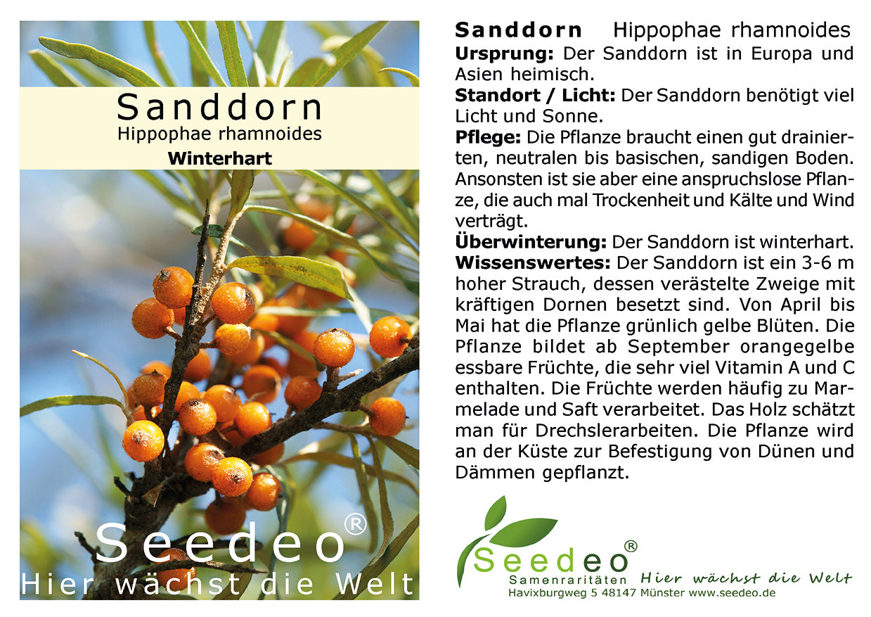 Seedeo® Sanddorn  (Hippophae rhamnoides) ca. 50 cm hoch