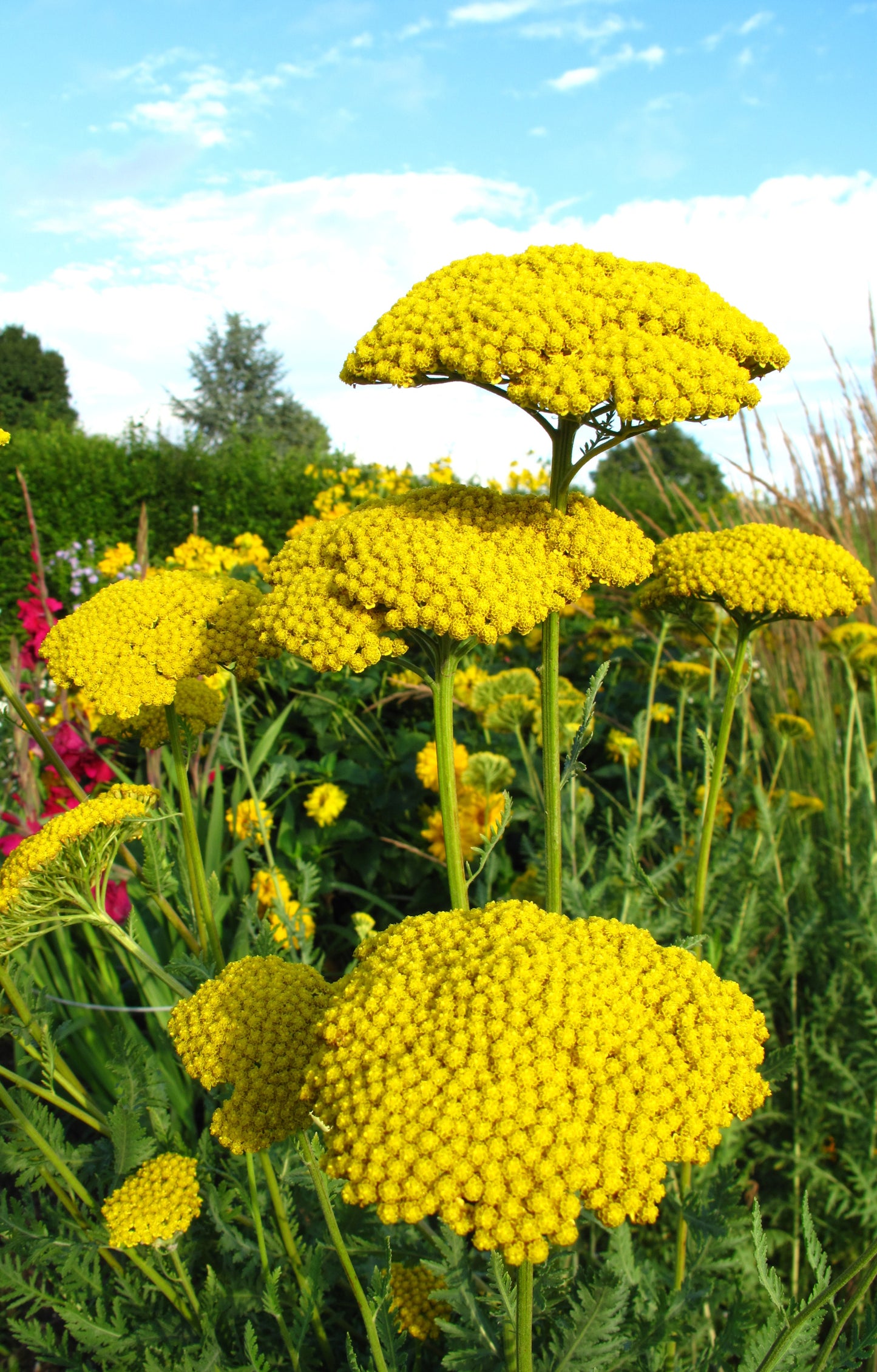 Seedeo® Gelbe Schafgarbe "Cloth of Gold" (Achillea filipendulina) 200 Samen