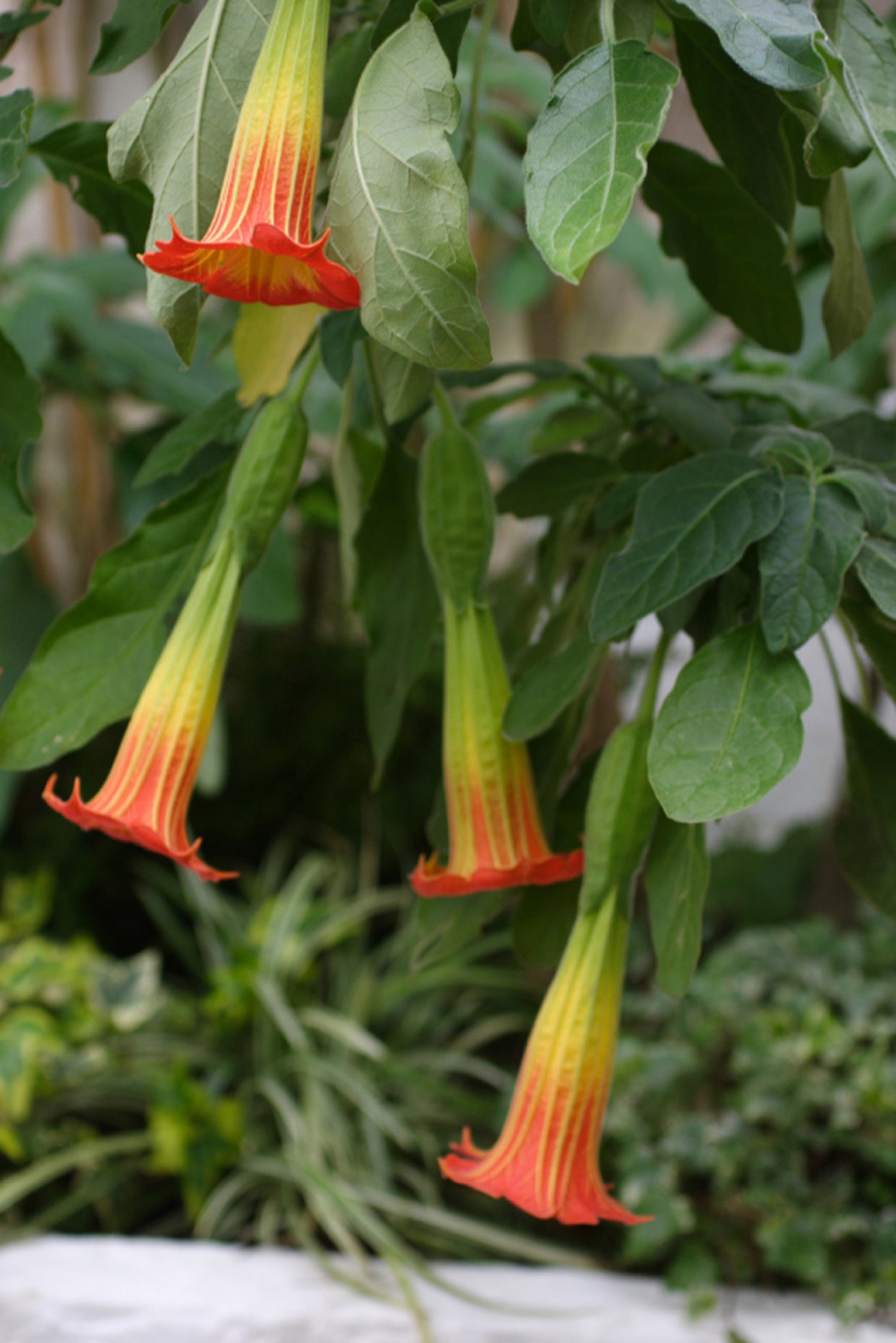 Seedeo® Engelstrompete gelb - orange - Brugmansia sanguinea 10 Samen