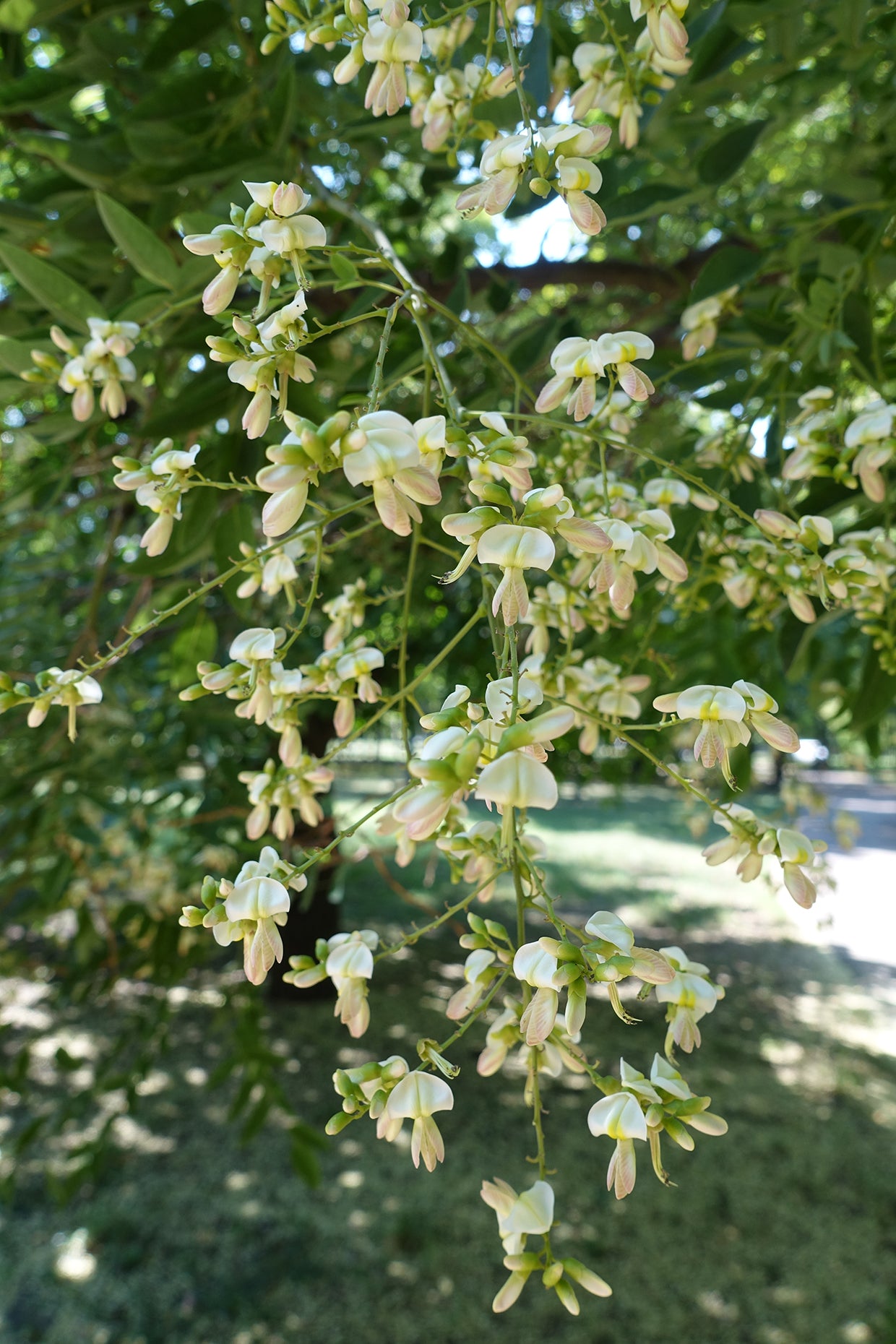 Seedeo® Japanische Schnurbaum  (Sophora japonica) ca. 50 cm