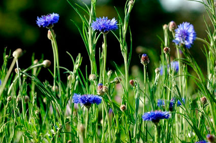 Seedeo® Kornblume blau (Centaurea cyanus) ca. 200 Samen