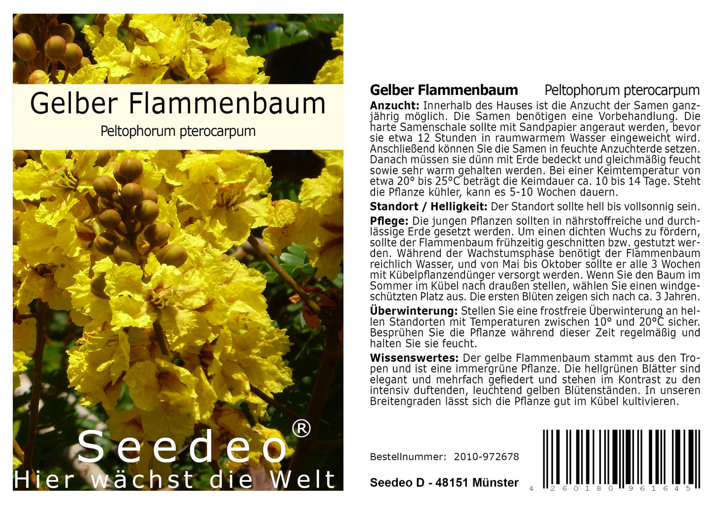 Seedeo® Gelber Flammenbaum (Peltophorum pterocarpum) 20 Samen