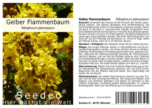 Seedeo® Gelber Flammenbaum (Peltophorum pterocarpum) 20 Samen