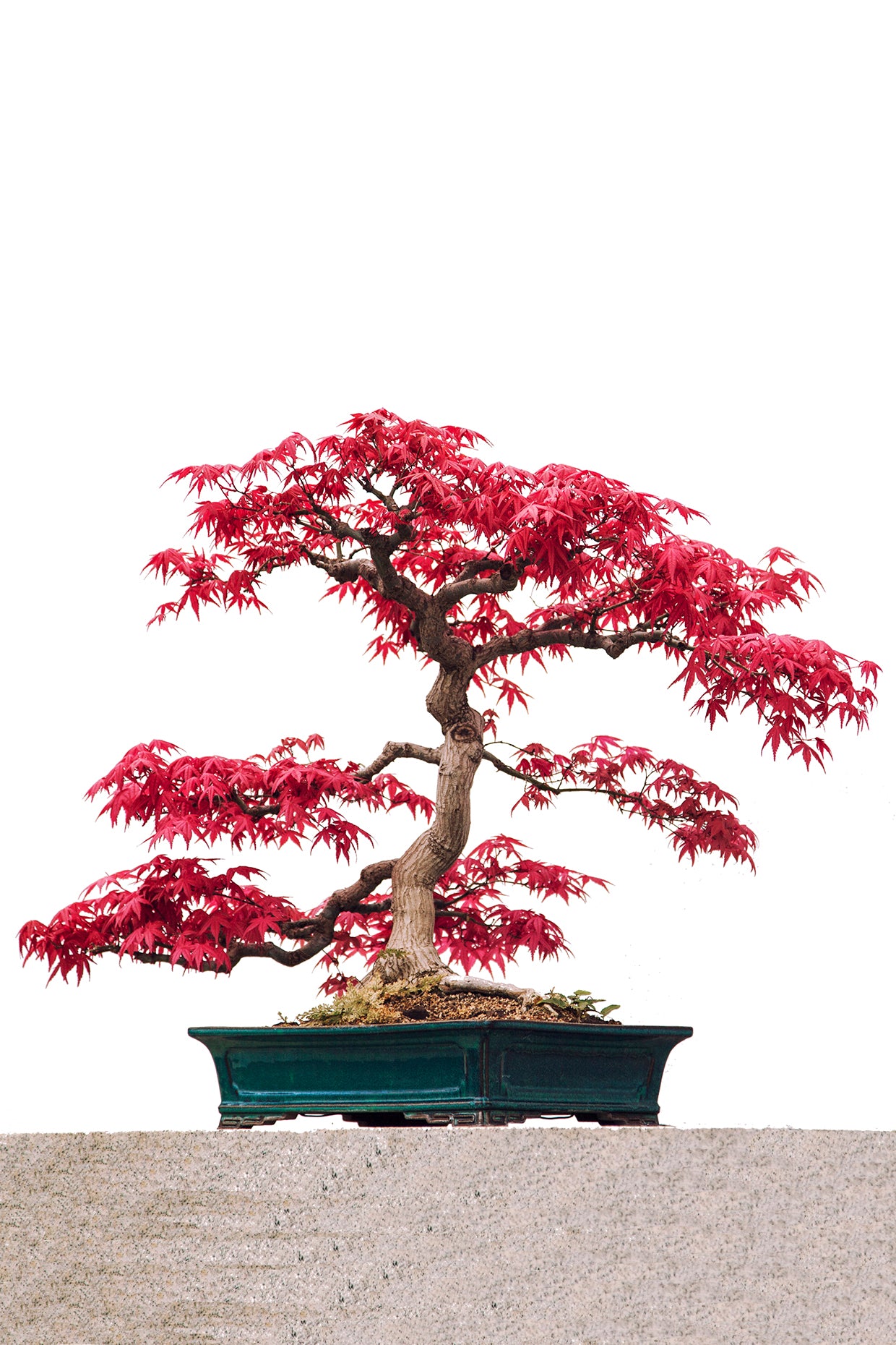 Seedeo® Roter Fächerahorn (Acer palmatum atropurpureum) Bonsai  20 Samen