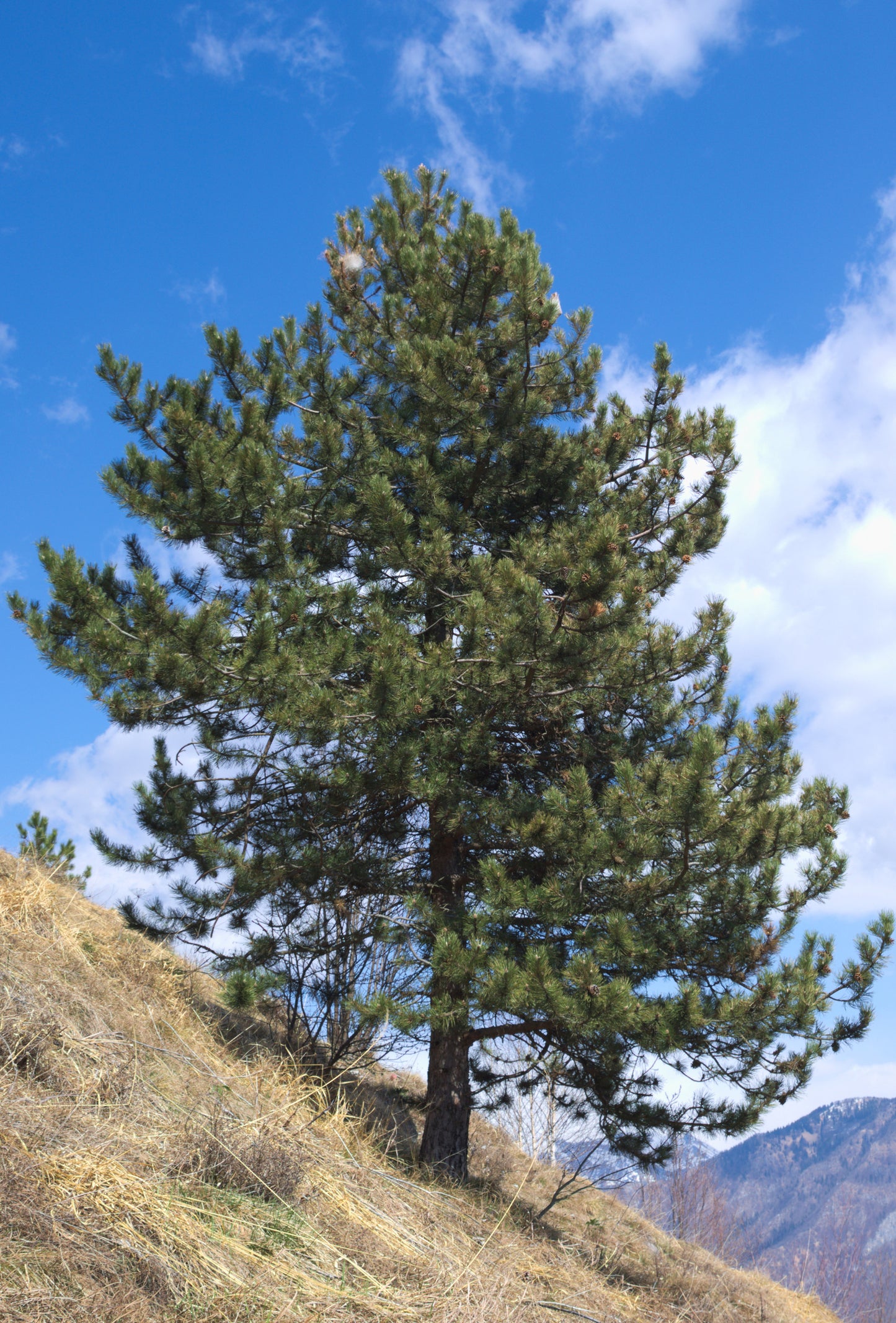 Zirbel-Kiefer / Zirbe (Pinus cembra) ca. 10 cm hoch