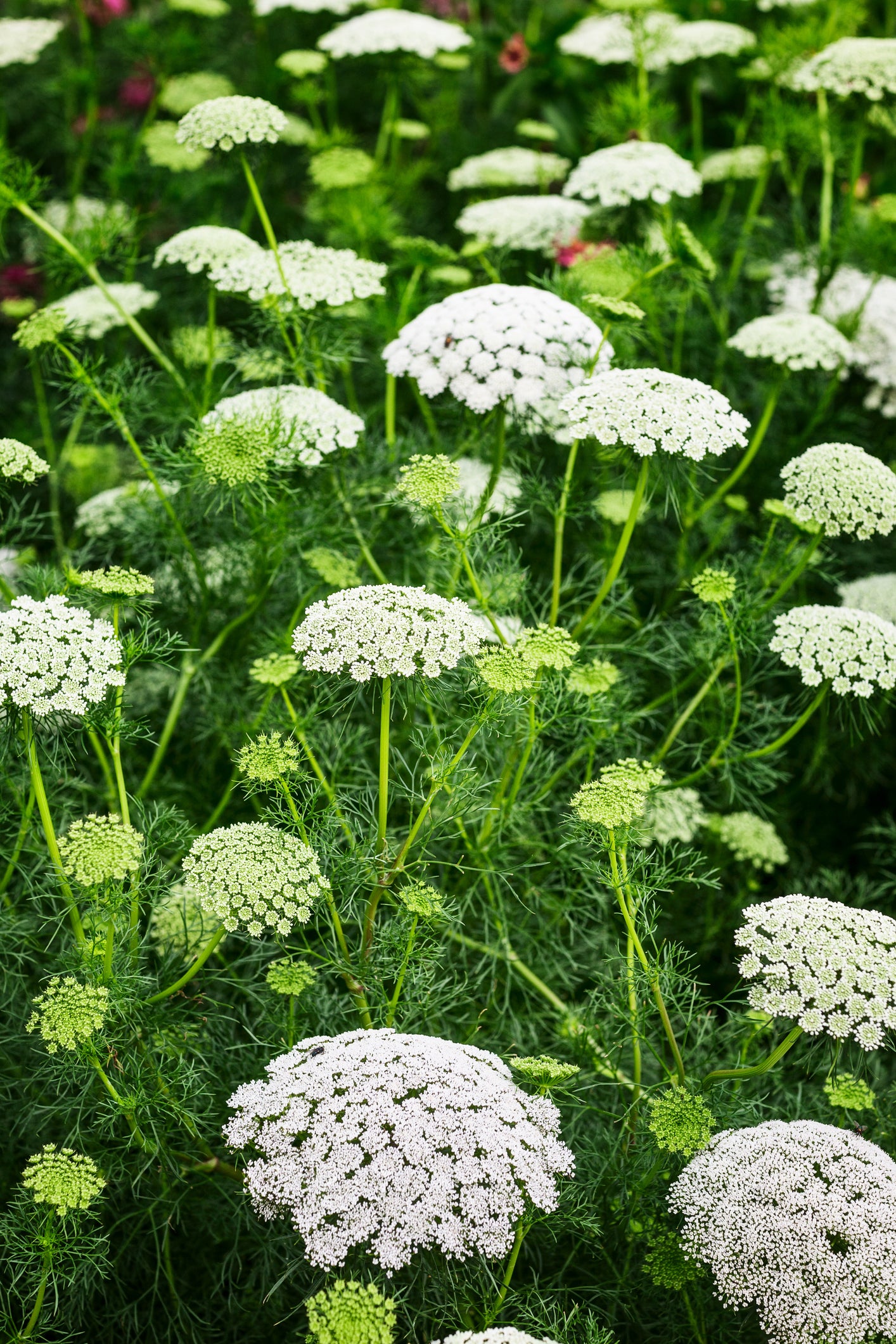 Seedeo® Schafgarbe (Achillea millefolium) 200 Samen