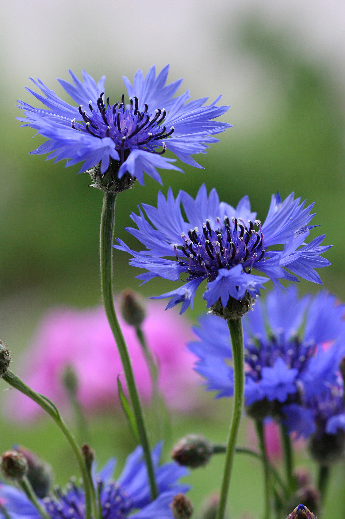 Seedeo® Kornblume blau (Centaurea cyanus) ca. 200 Samen