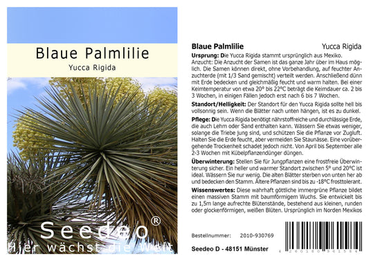 Seedeo® Blaue Palmlilie (Yucca Rigida) 20 Samen