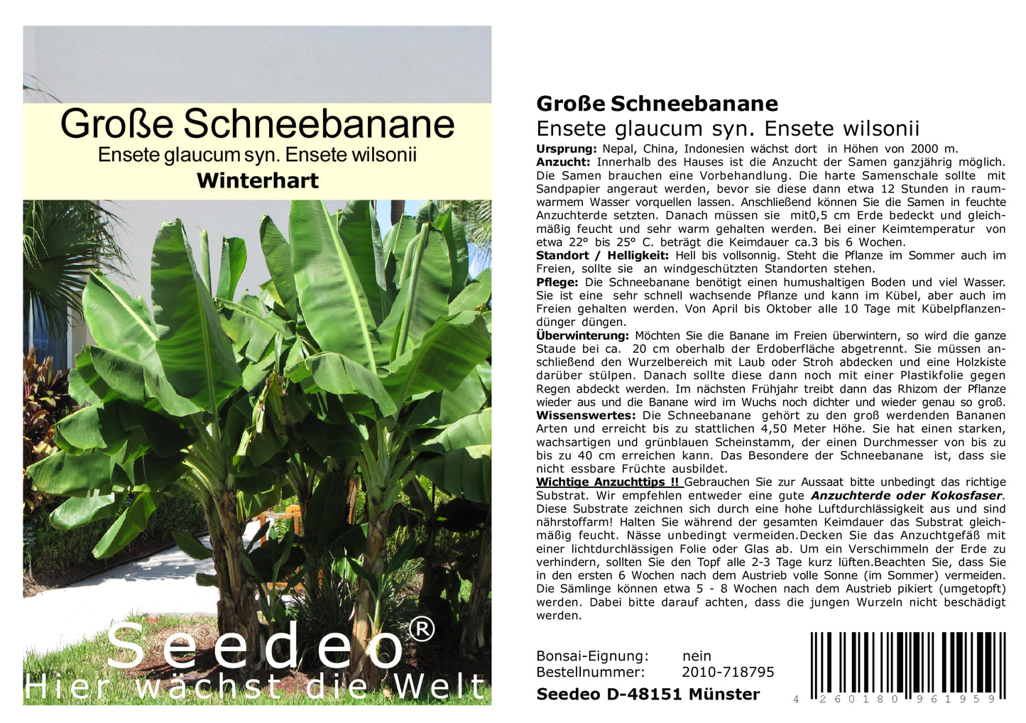 Seedeo® Große Schneebanane  (Ensete glaucum syn. Ensete wilsonii) 10 Samen