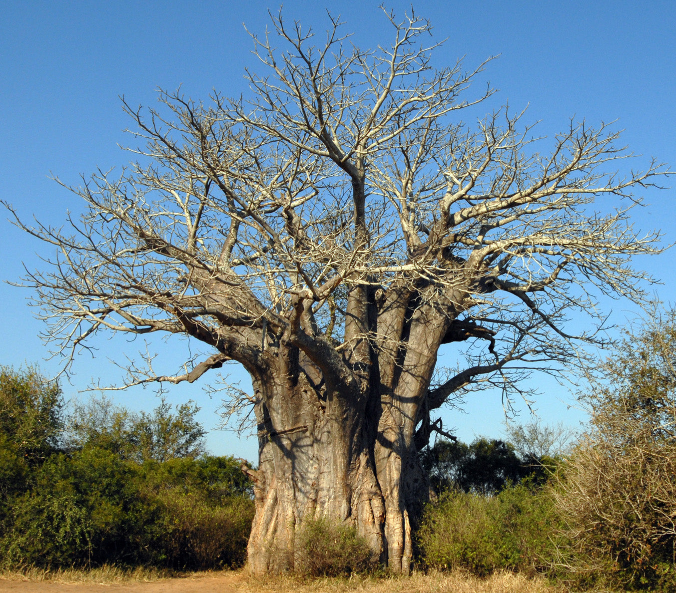 Seedeo® Affenbrotbaum (Adansonia digitata) 6 Samen