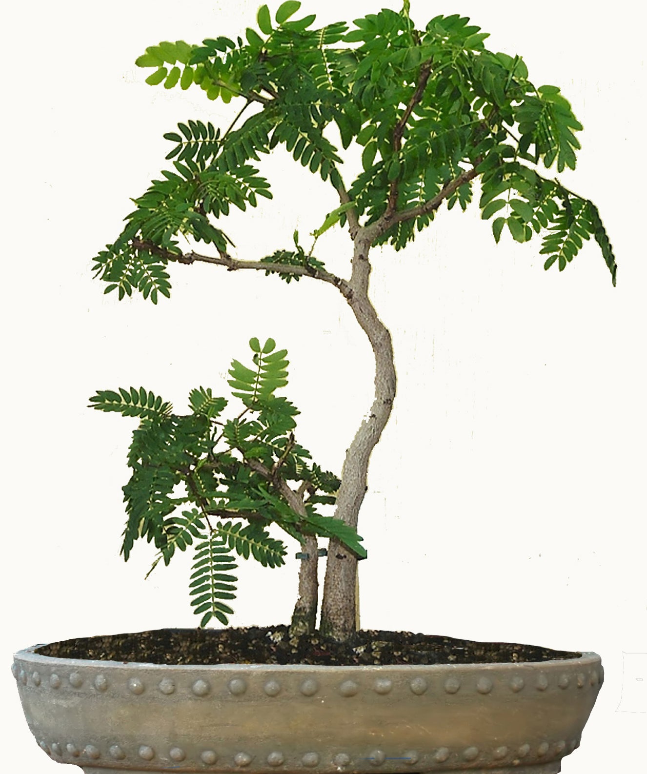 Seedeo® Seidenakazie/Schlafbaum (Albizzia julibrissin) Bonsai 50 Samen