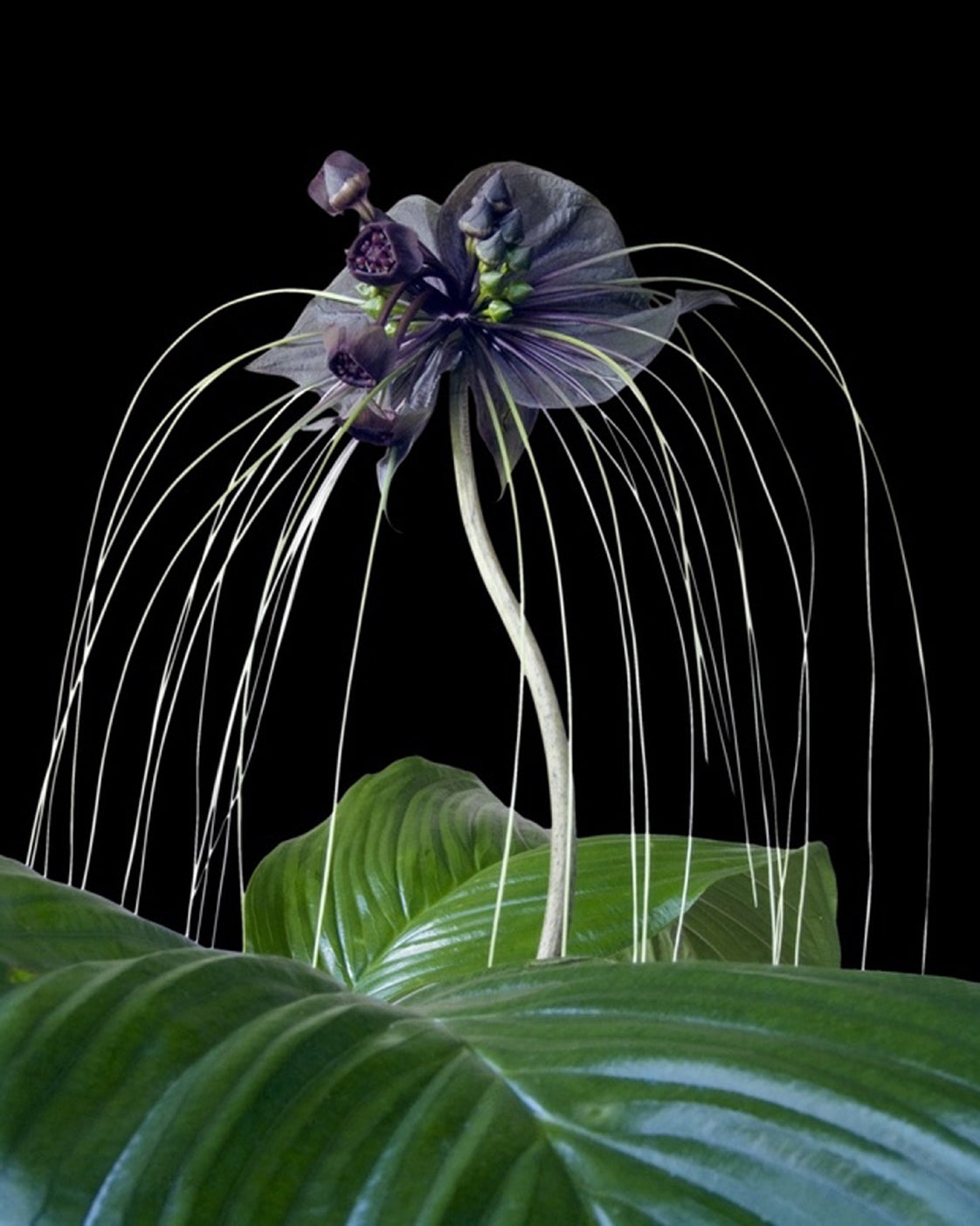 Seedeo® Fledermausblume (Tacca chantrieri) 15 Samen