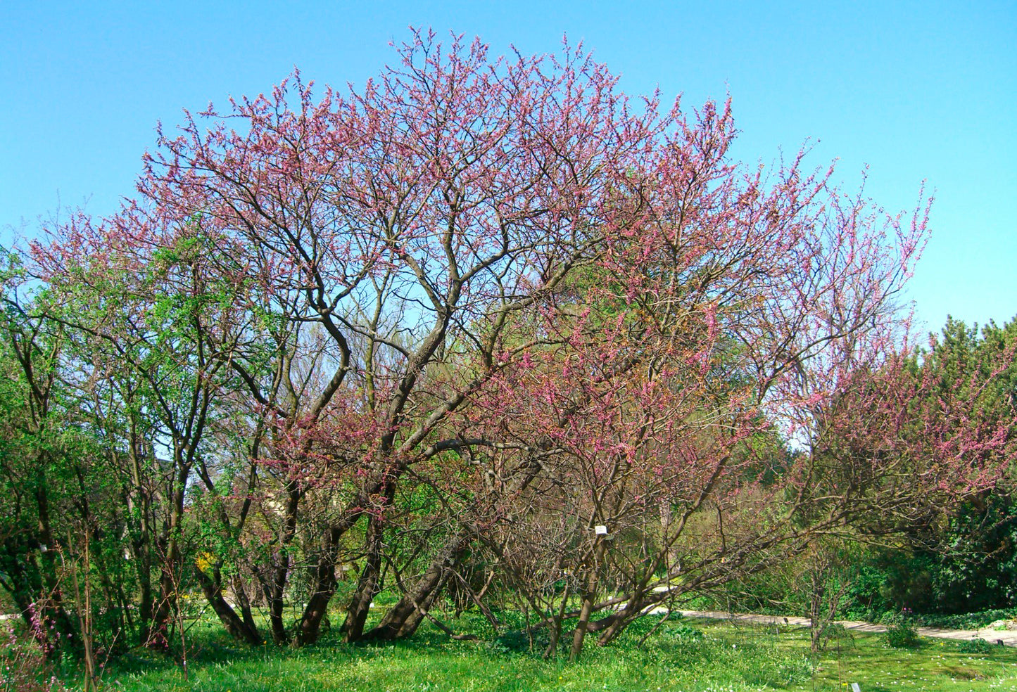 Seedeo® Judasbaum (Cercis siliquastrum) Pflanze ca. 20 cm