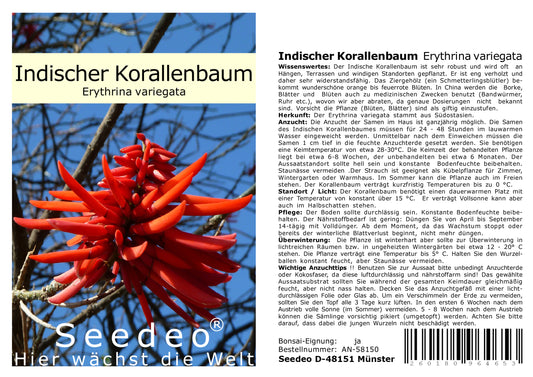 Seedeo® Indischer Korallenbaum (Erythrina variegata) 8 Samen