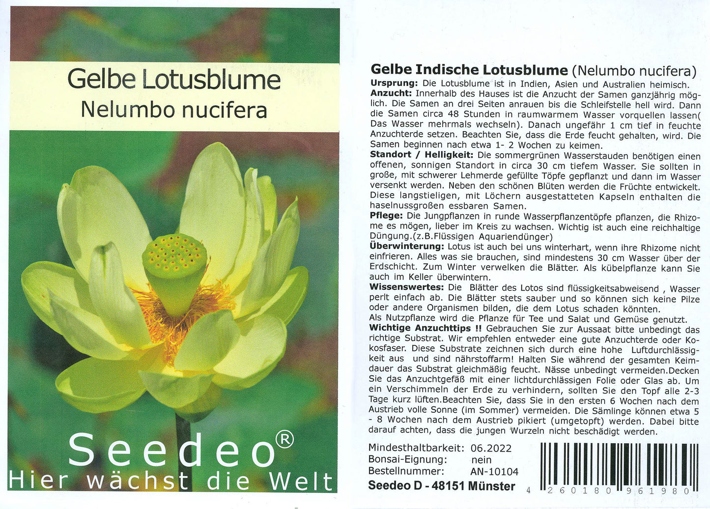 Seedeo® Gelbe Indische Lotusblume (Nelumbo nucifera) 7 Samen