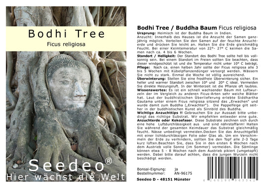 Seedeo® Bodhi Tree / Buddha Baum  (Ficus religiosa) 100 Samen