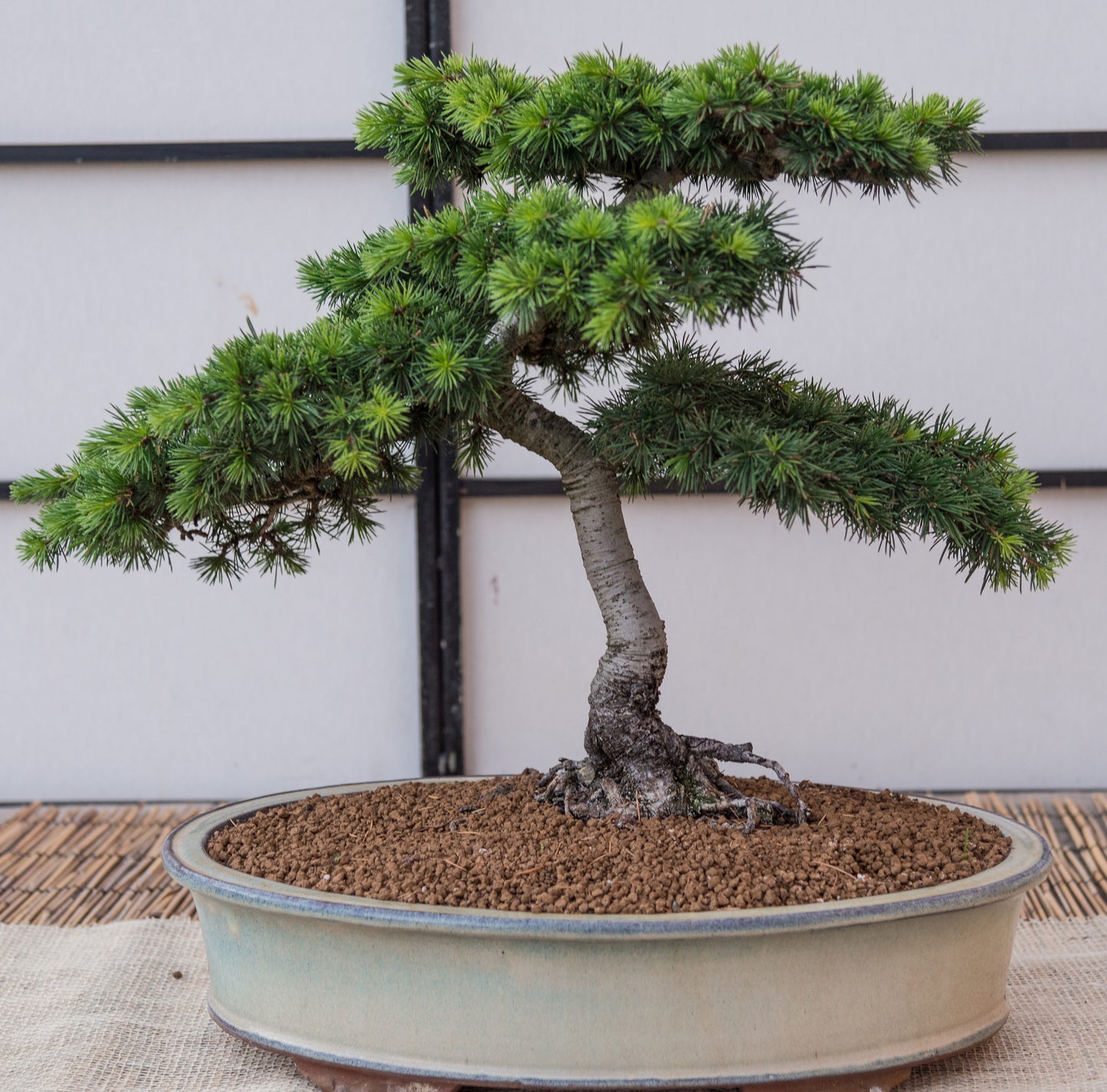 Seedeo® Libanon Zeder (Cedrus libani) Bonsai 20 Samen