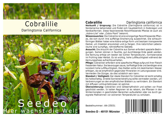 Seedeo® Cobralilie (Darlingtonia Californica) 10 Samen inkl. Anzuchtsubstrat