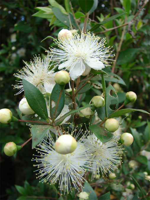 Seedeo® Echte Myrte (Myrtus communis) 30 Samen