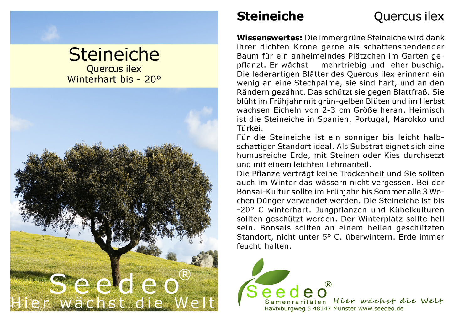 Seedeo® Steineiche (Quercus ilex) Pflanze ca. 30 - 40 cm hoch